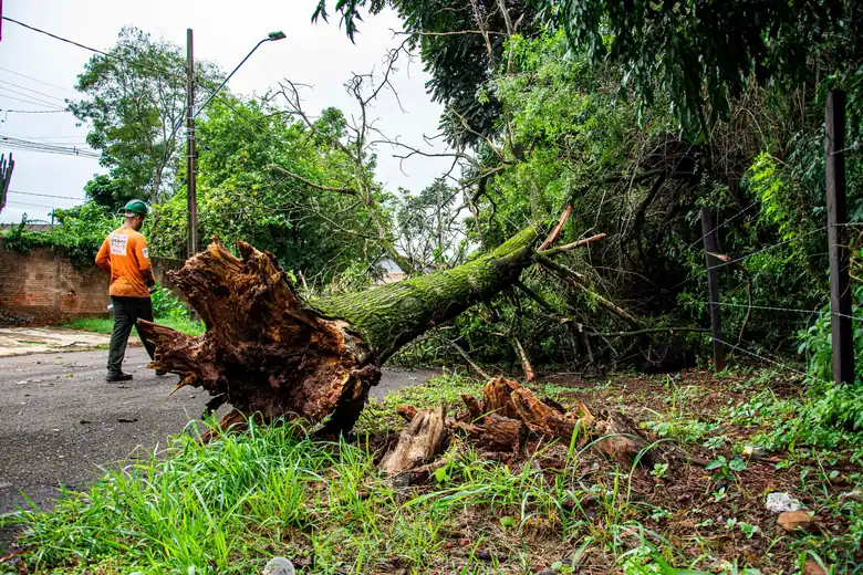 Uprooted tree lying across a footpath after a storm